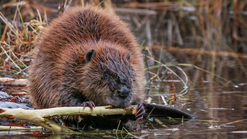 Illustrative photo: Eurasian beaver wild Scotland