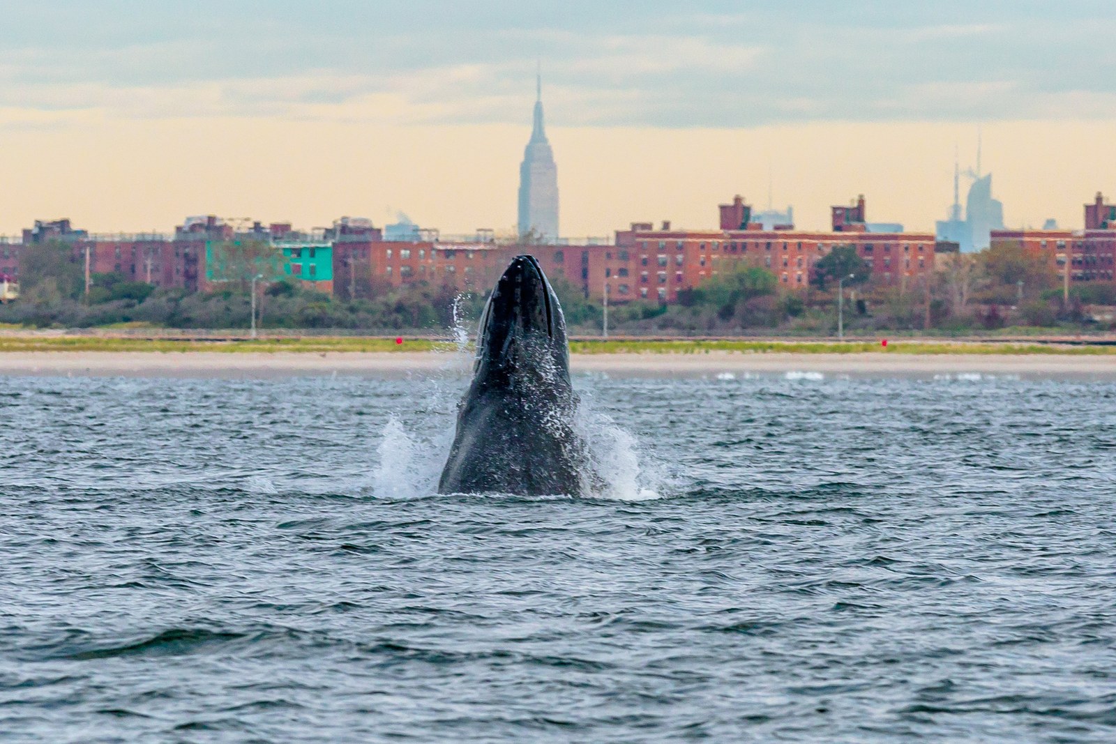 Illustrative photo: humpback whale breaching New York City
