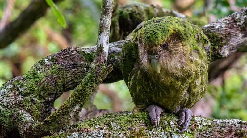 Illustrative photo: kakapo parrot New Zealand