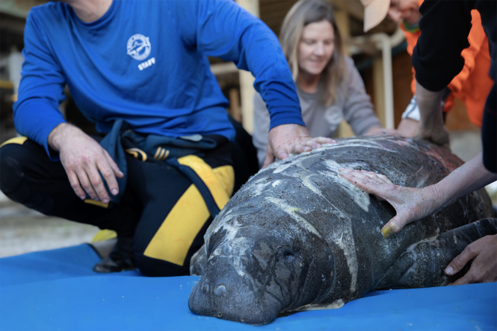 Illustrative photo: Manatee County shark rescue deputies Mote Marine