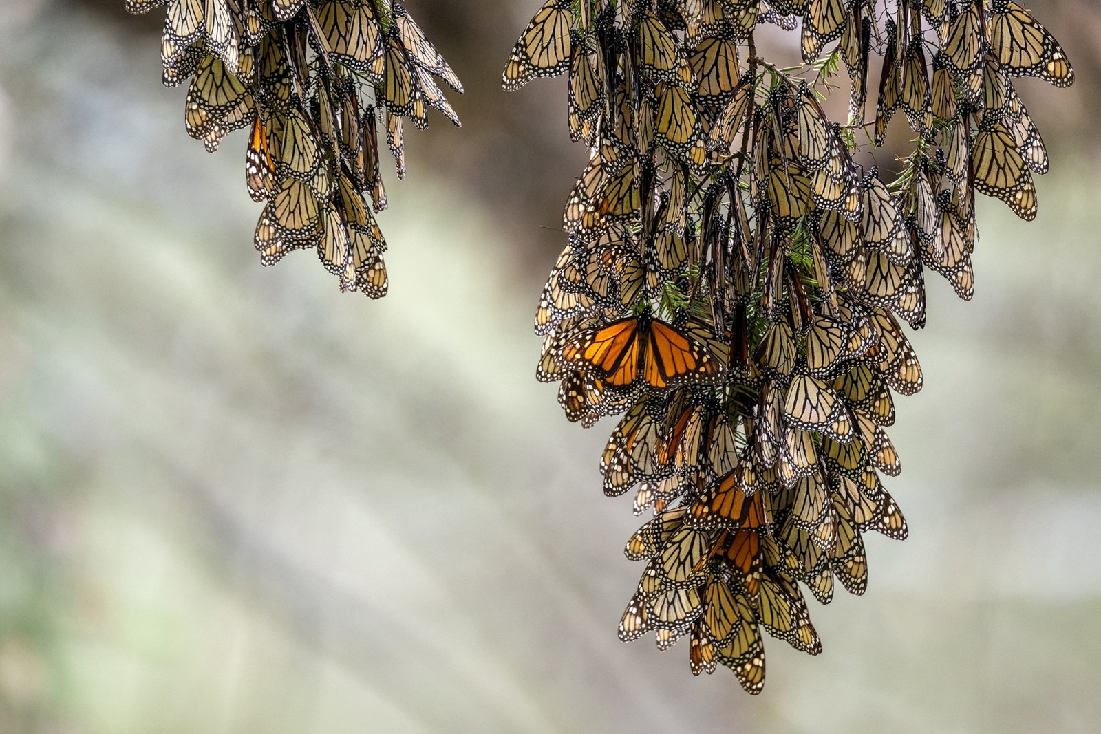 Illustrative photo: monarch butterfly migration Mexico overwintering