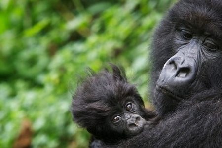 Illustrative photo: mountain gorilla family Virunga forest