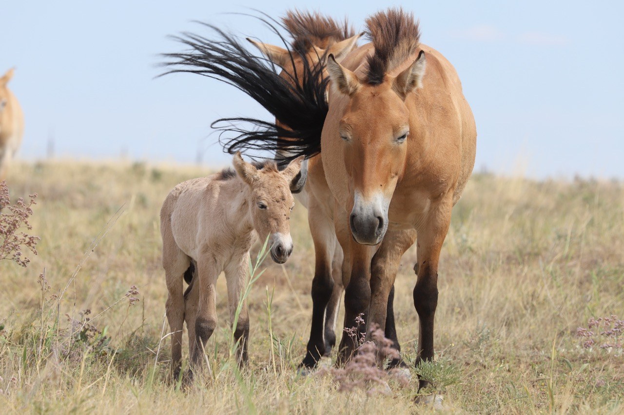 Illustrative photo: Przewalski's horse wild steppe herd