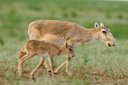 Illustrative photo: saiga antelope herd steppe