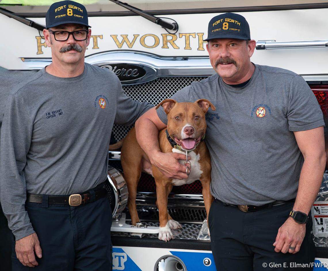 Illustrative photo: The Veteran Who Gave Up His Dog — and the Town That Saved Them Both